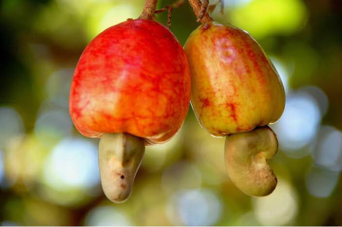 Ako rastú kešu orechy a ako sa spracovávajú | Frutree